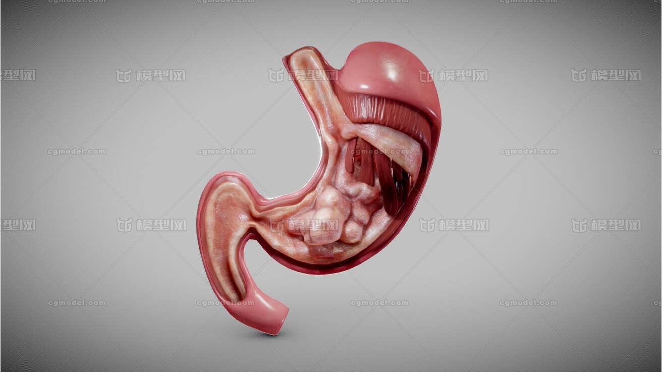 医疗器官 解剖模型 胃癌 写实胃 胃结构_shler作品_人物人体器官_cg模