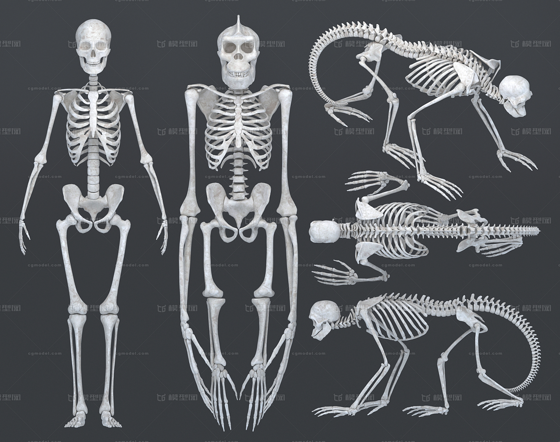 骨架,骨头,头骨,标本,骨骼,人类,猩猩,猿猴,猴子,狒狒灵长类,动物