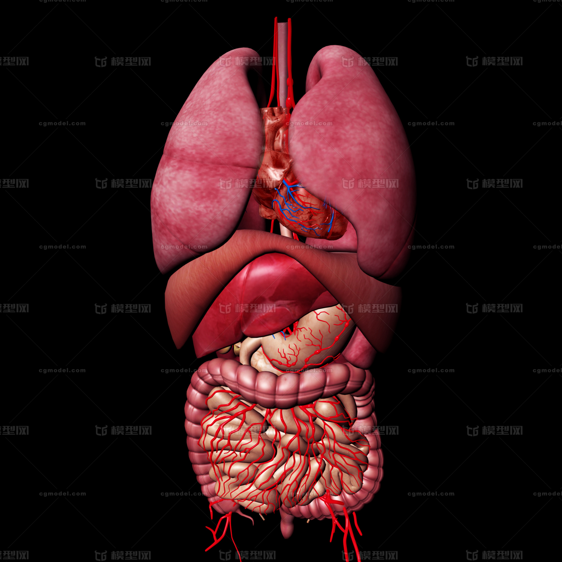 写实人体内脏 肝脏 胆囊 肺 心脏 大肠_a6熊c作品_人物人体器官_cg