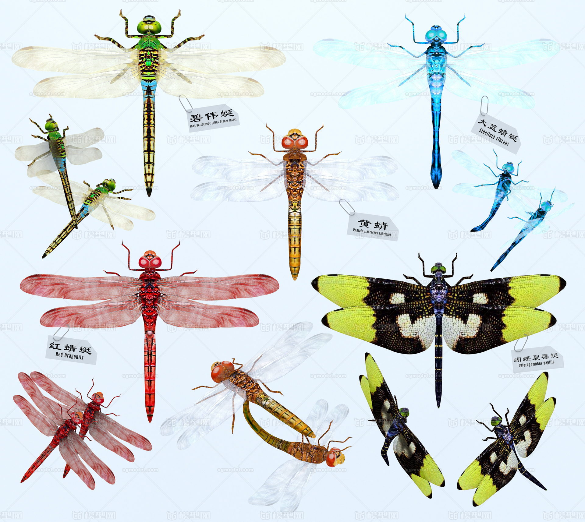 蜻蜓,昆虫属,飞虫,豆娘,组合系列, 标本,摆件,藏品,教学用素材,动物界