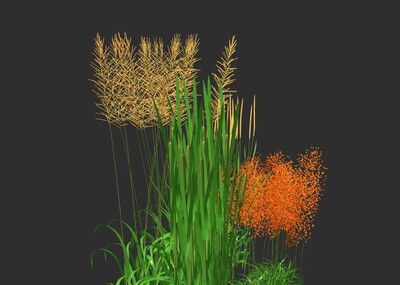芦苇 高模芦苇 写实芦苇 芦苇植物 芦苇模型 芦苇草 芦苇丛 水稻 水草
