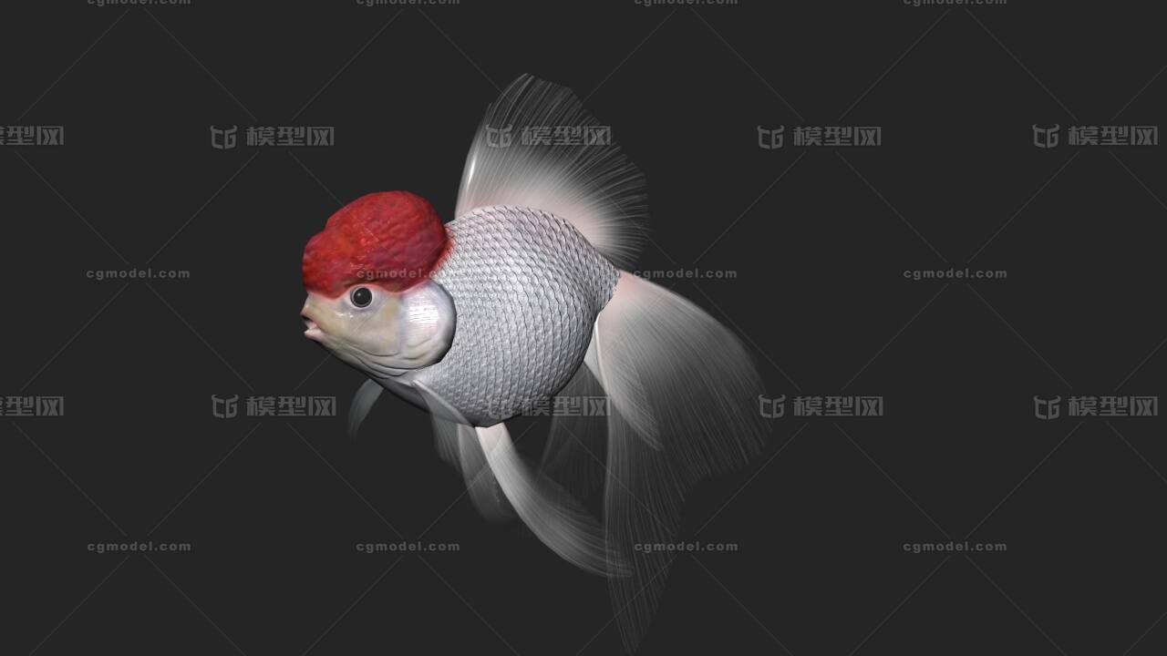 小红帽金鱼写实金鱼观赏鱼带动画