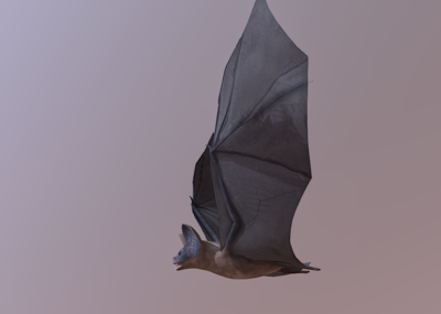 蝙蝠 写实蝙蝠 带动画_dashi333作品_动物飞禽_cg模型网