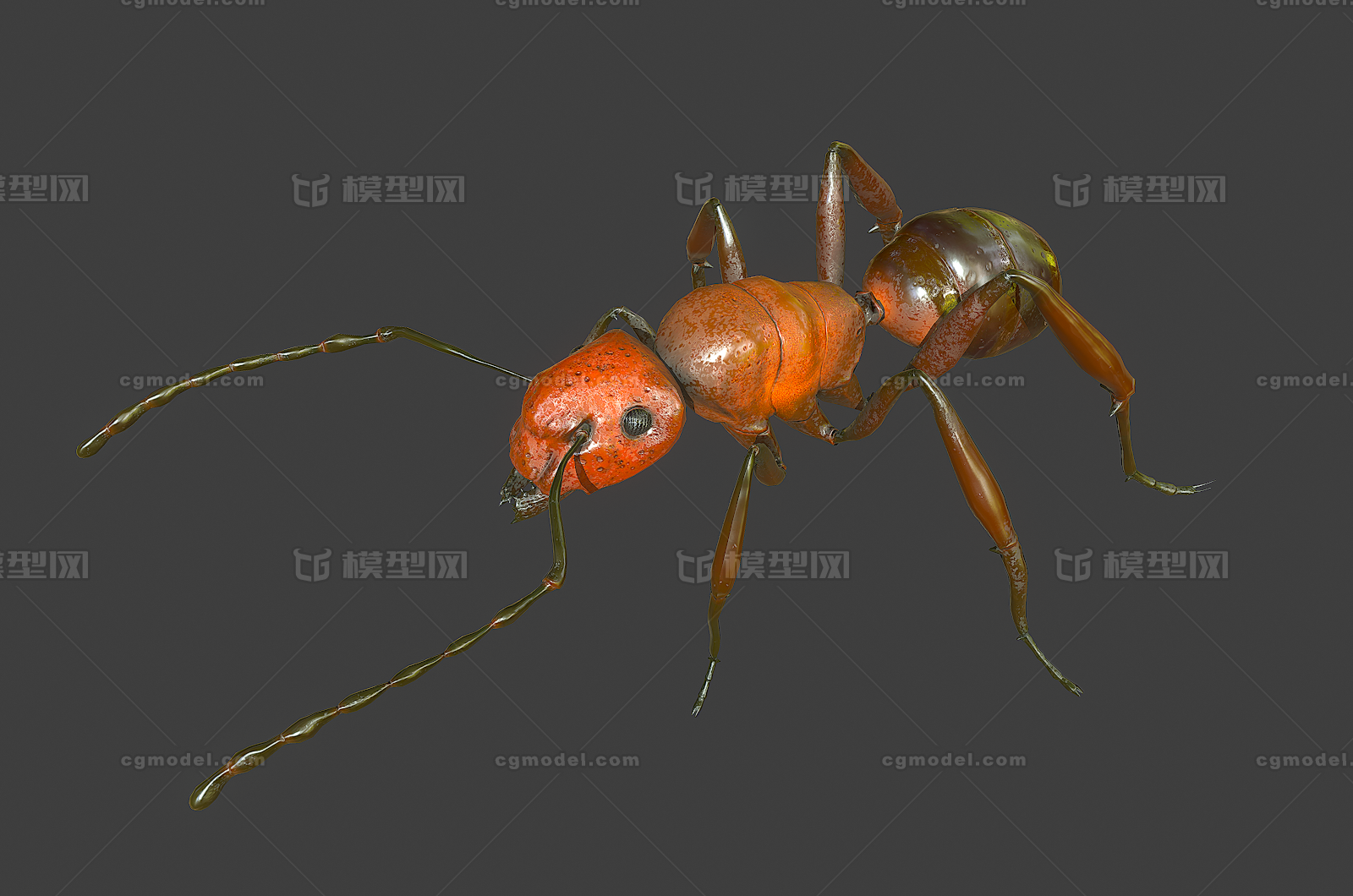 118 pbr次世代 蚂蚁 工蚁 雄蚁 兵蚁 蚁巢 节肢动物 昆虫 虫子 次时代