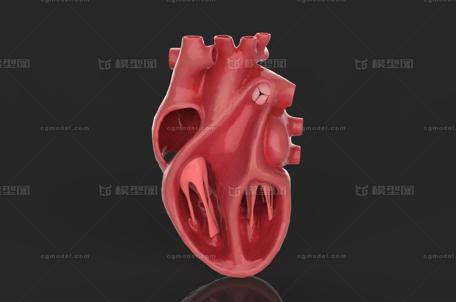 心脏剖面 人体解剖 器官切片 医学器官 人体器官 医学模型 4k纹理