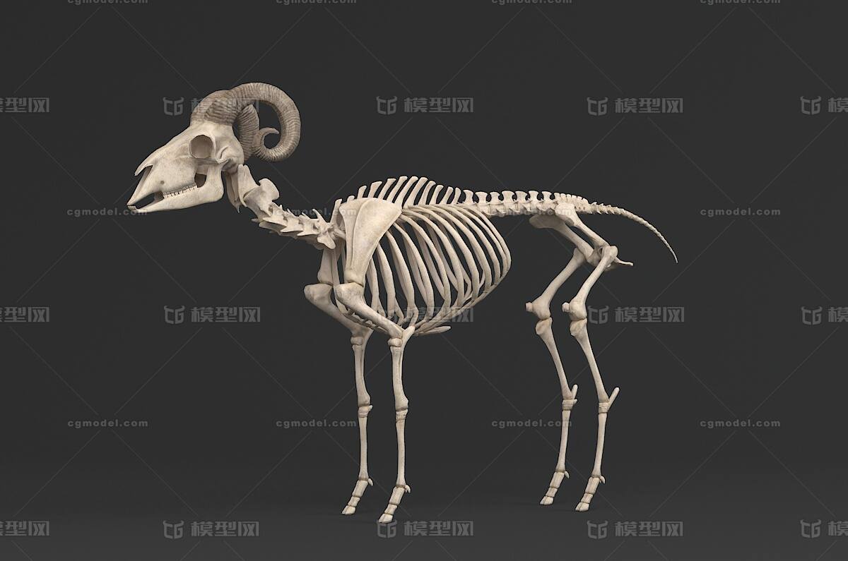羊骨架 骨骼