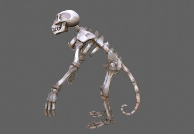手绘风格 猴子骨骼标本 次世代 动物骨骼