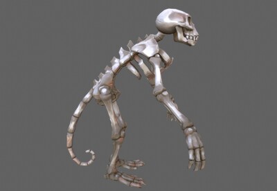 猴子骨骼标本次世代动物骨骼