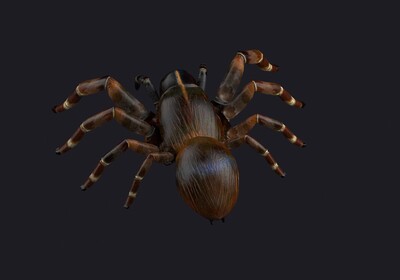写实毒蜘蛛 蜘蛛 黑寡妇 狼蛛 写实昆虫 节肢动物 人面蛛