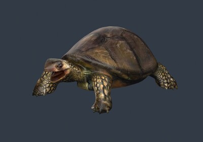 乌龟 海龟 陆行龟 写实大龟 大乌龟 深海龟 鳄龟