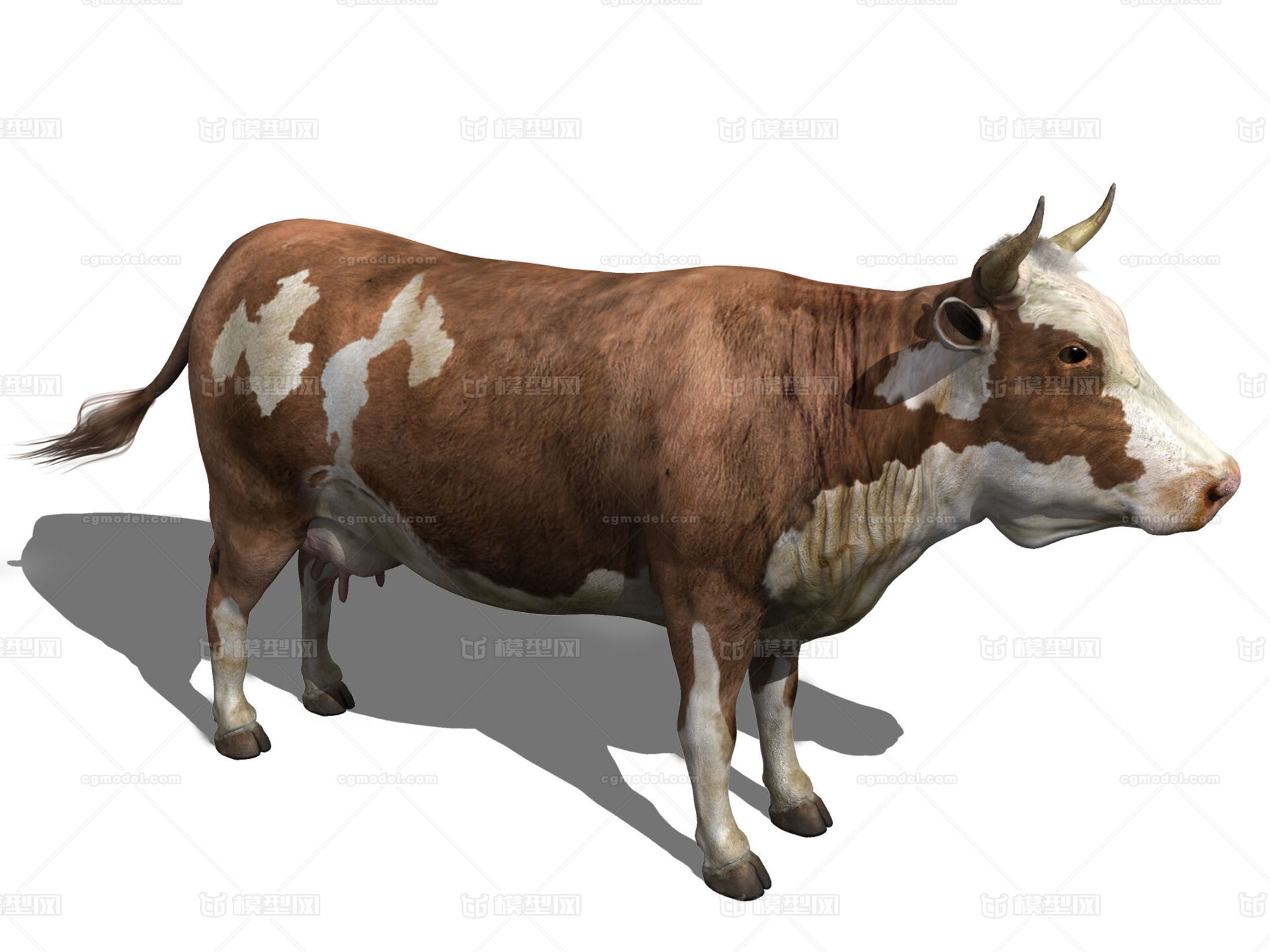 奶牛 大奶牛 动物 牛 写实奶牛 经典奶牛 农耕牛 牧牛 水牛 黄牛 乳牛