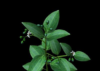 中草药 官桂 肉桂 药材 中药 草本植物 桂枝
