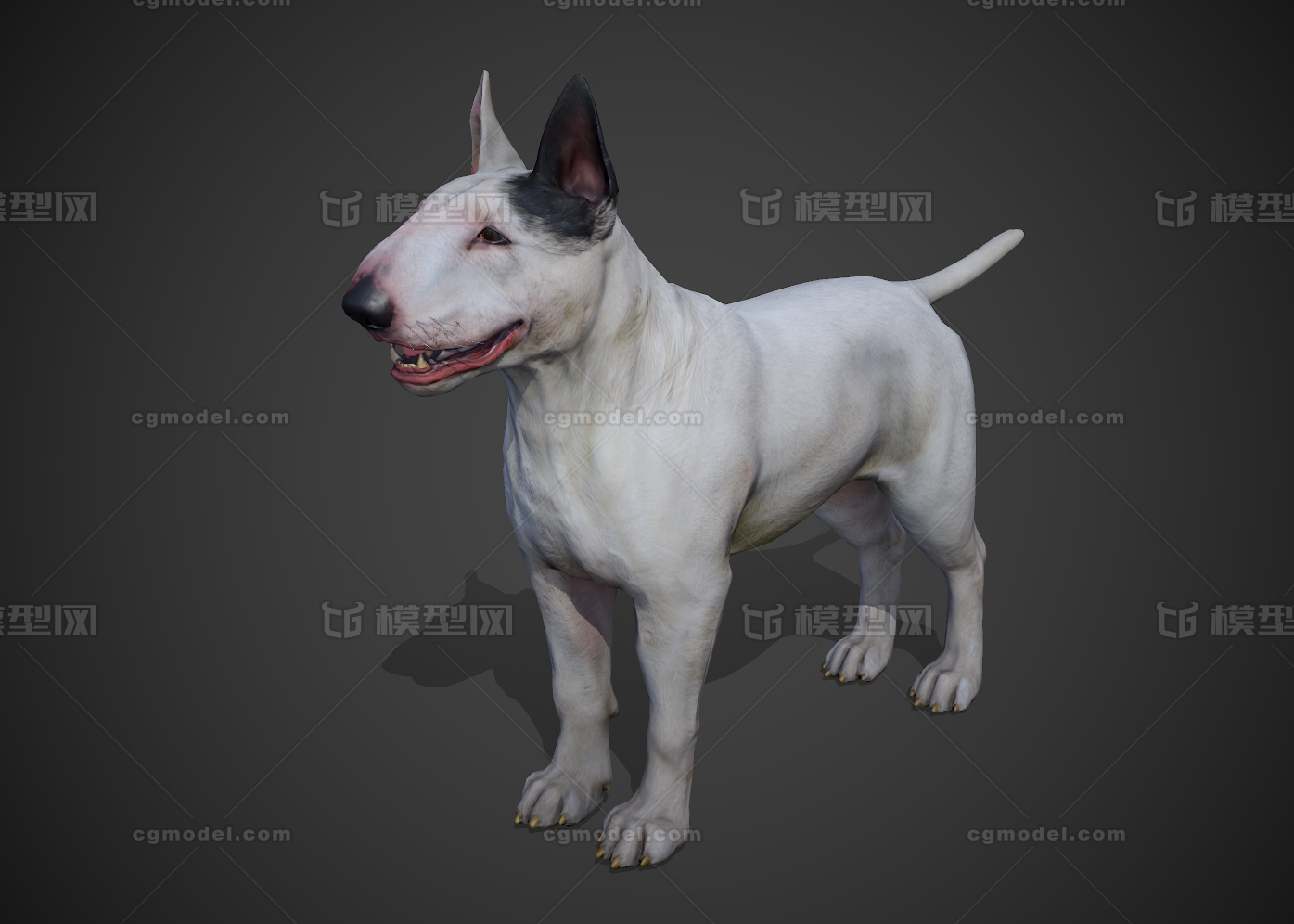 pbr 牛头梗 贱狗 牛头11 猎犬 比特犬 猛犬 猎犬 巨犬 斗牛犬 动物