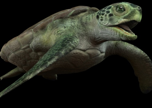 影视大乌龟 深海龟 乌龟 海龟 陆行龟 写实大龟