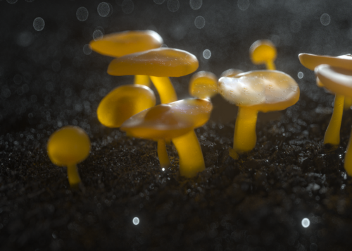 几个蘑菇 Octane 孢子 真菌 3S材质工程