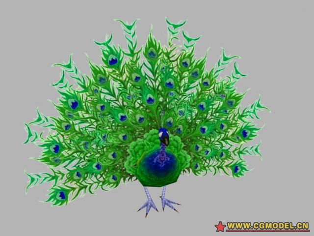 绿色孔雀