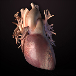 你的心脏就是这样的!