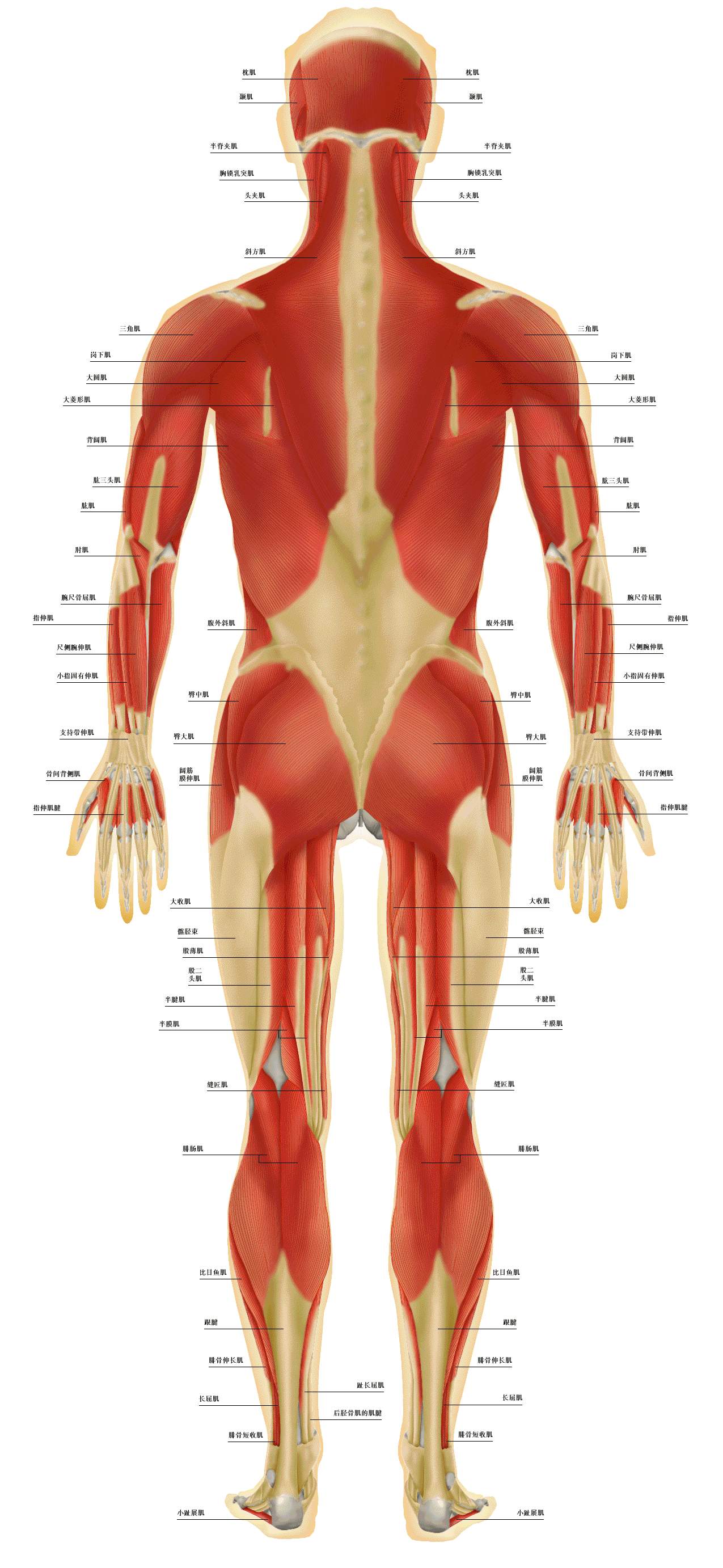 人体各部位肌肉名称图片