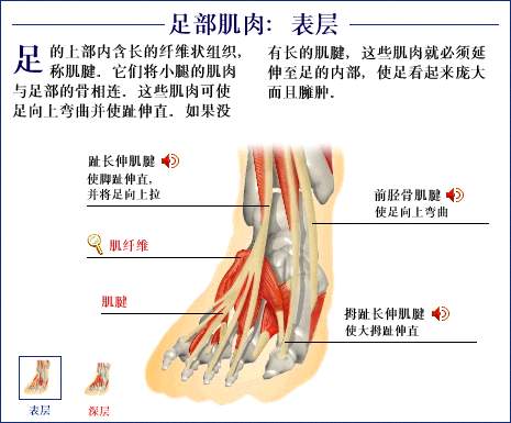 脚的筋分布图图片