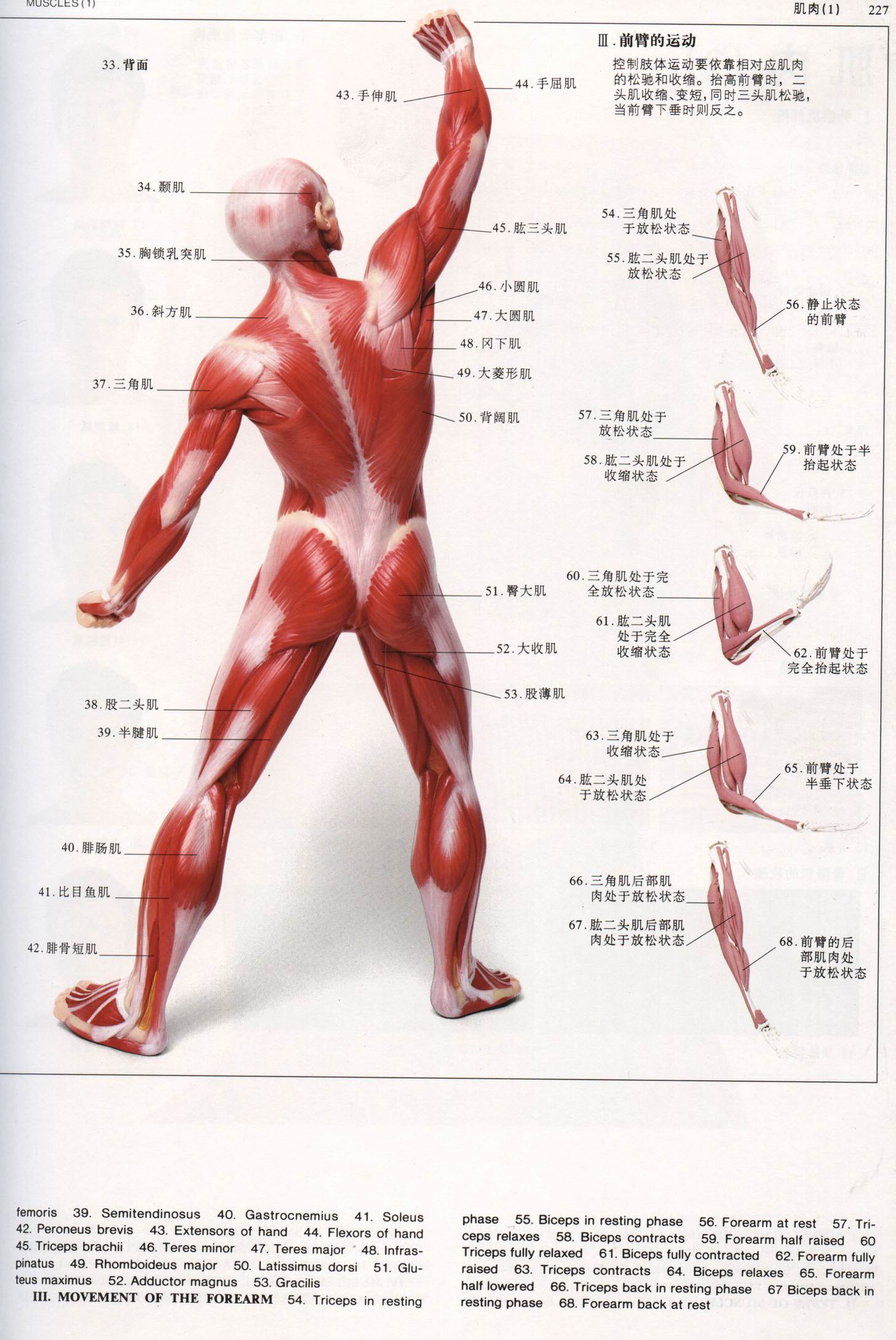 发一些肌肉方面的图片,方便大家做人体肌肉建模以及贴图绘制用!