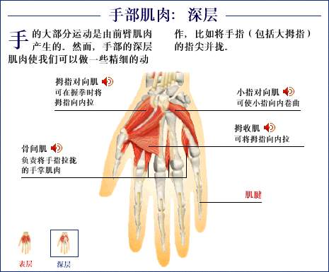 發一些肌肉方面的圖片,方便大家做人體肌肉建模以及貼圖繪製用!