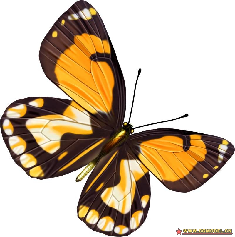 个人收藏的蝴蝶贴图