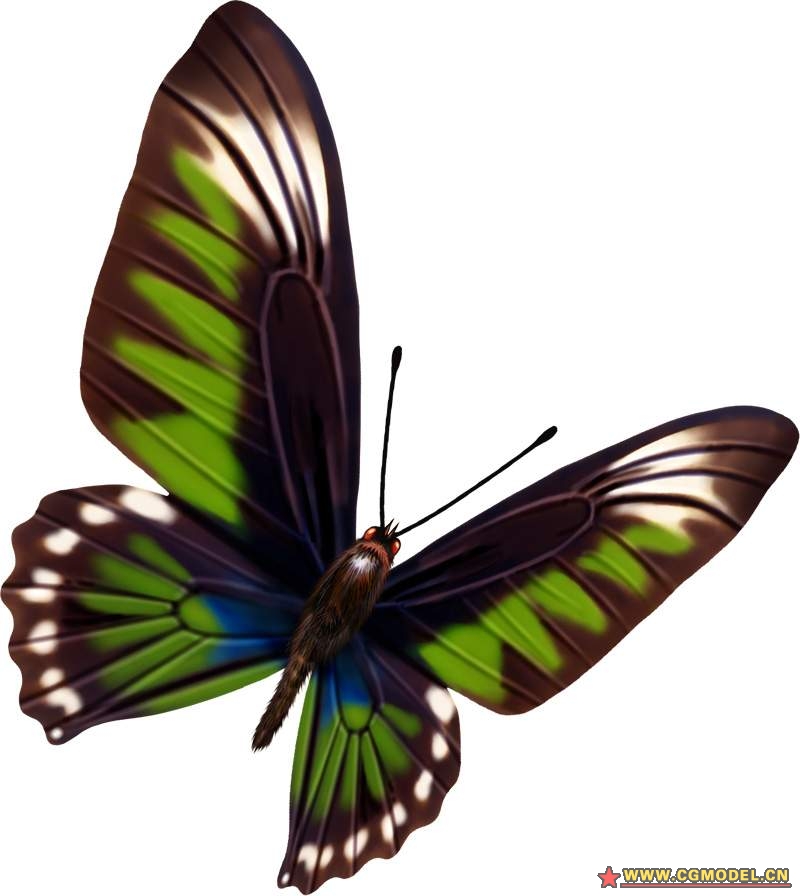 个人收藏的蝴蝶贴图