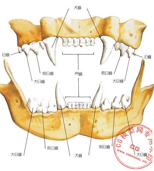 求三维牙齿模型