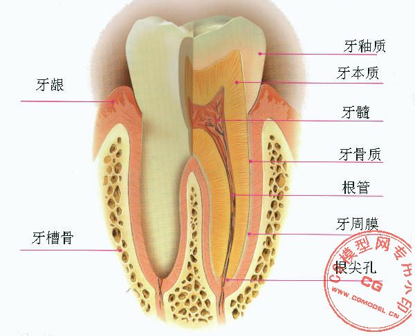 求三维牙齿模型