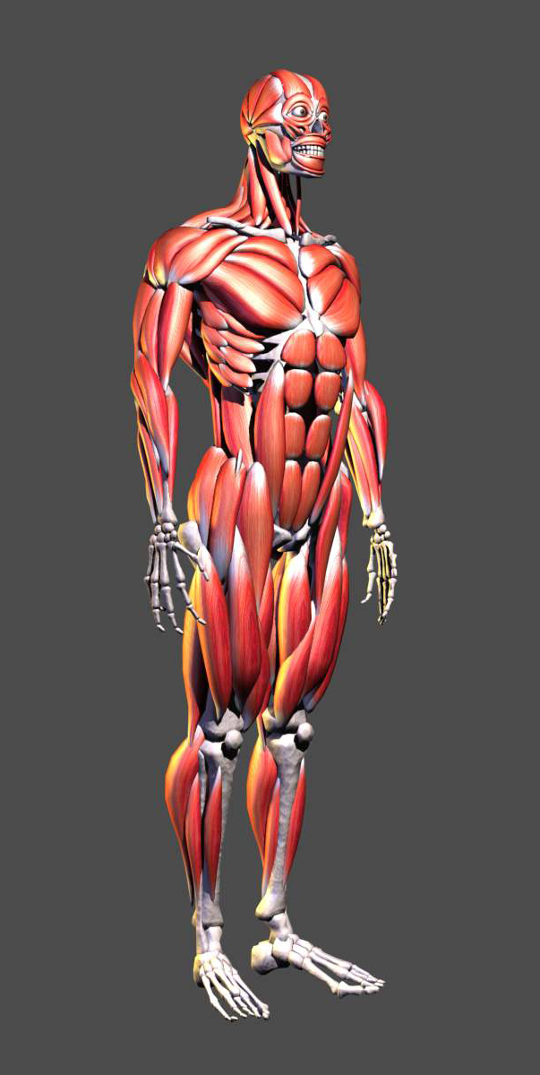 3d肌肉解剖图!希望对大家有帮助