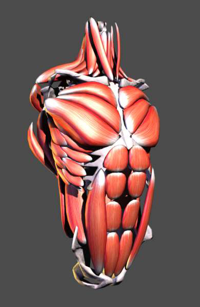 3d肌肉解剖图!希望对大家有帮助