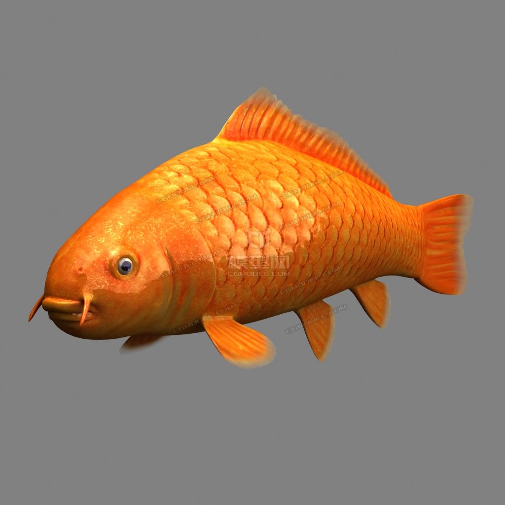 有绑定,鲤鱼,锦鲤,两款贴图