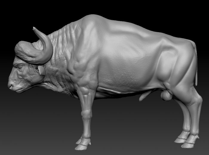 写实-牛_maqinglai作品_动物哺乳_cg模型网