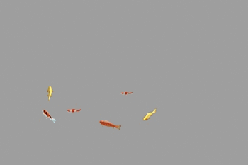 一群锦鲤 金鱼 小鱼 场景活物带动画