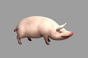 长嘴猪 家猪 宠物猪 家猪 肥猪 pig 白猪 场景活物带动画