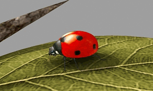 超写实七星瓢虫甲虫带动画