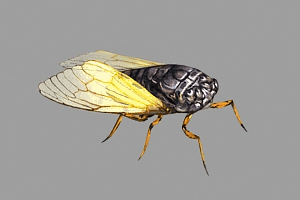 金蝉 角蝉 黑蝉 知了带动画