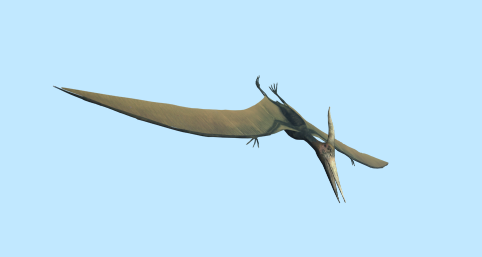 会飞的小翼龙一只