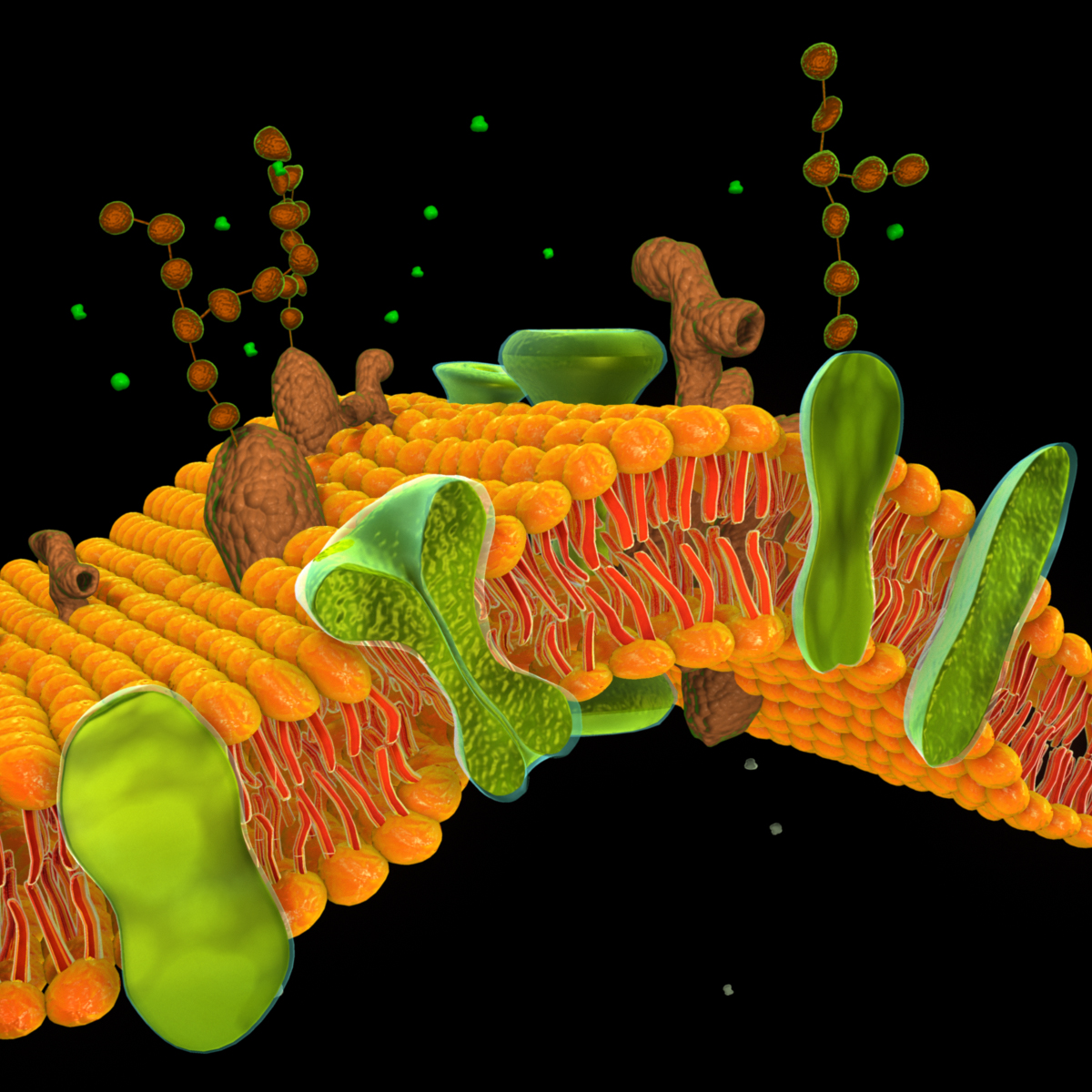 原创磷脂双分子层,凝脂双分子层,细胞膜,生物膜,phospholipidbilayer