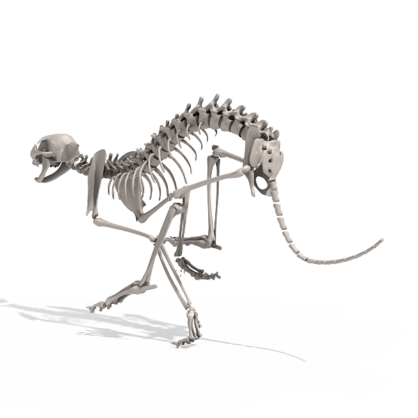 豹子骨骼解剖图片