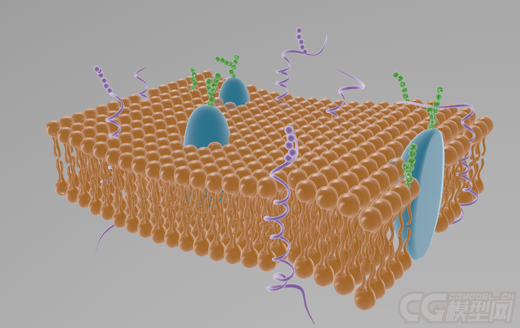 磷脂双分子层 phospholipid bilayer