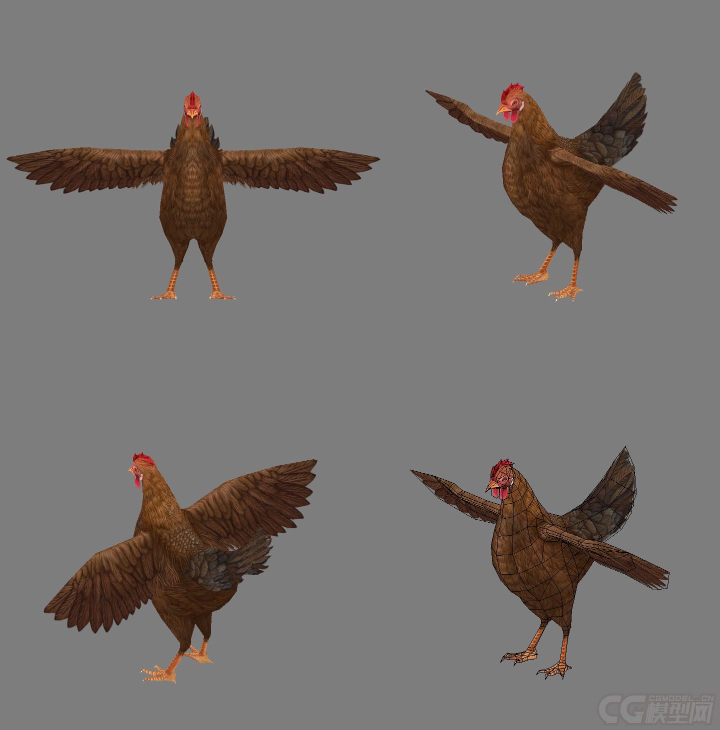 鸡,母鸡,老母鸡,写实鸡,手绘鸡