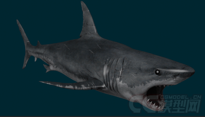 大白鲨鲨鱼有动画有绑定腮也能动