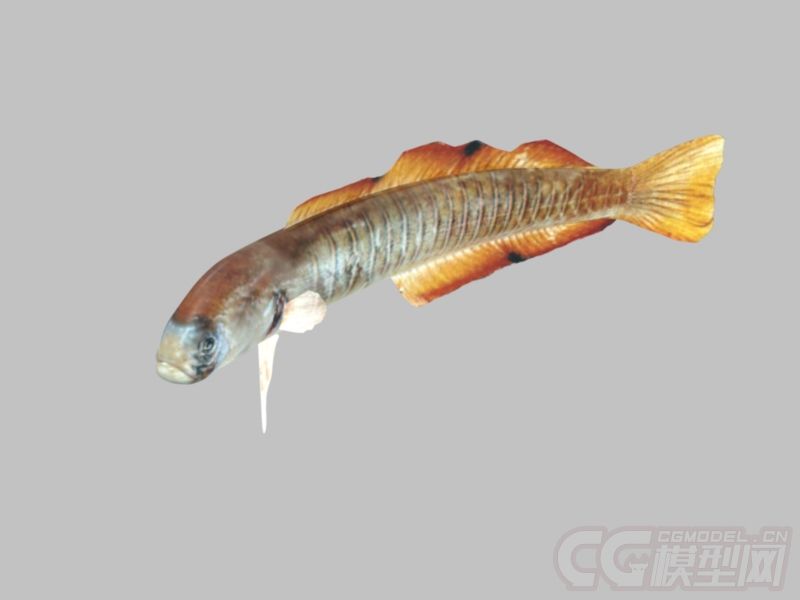 红线喷射机鱼模型