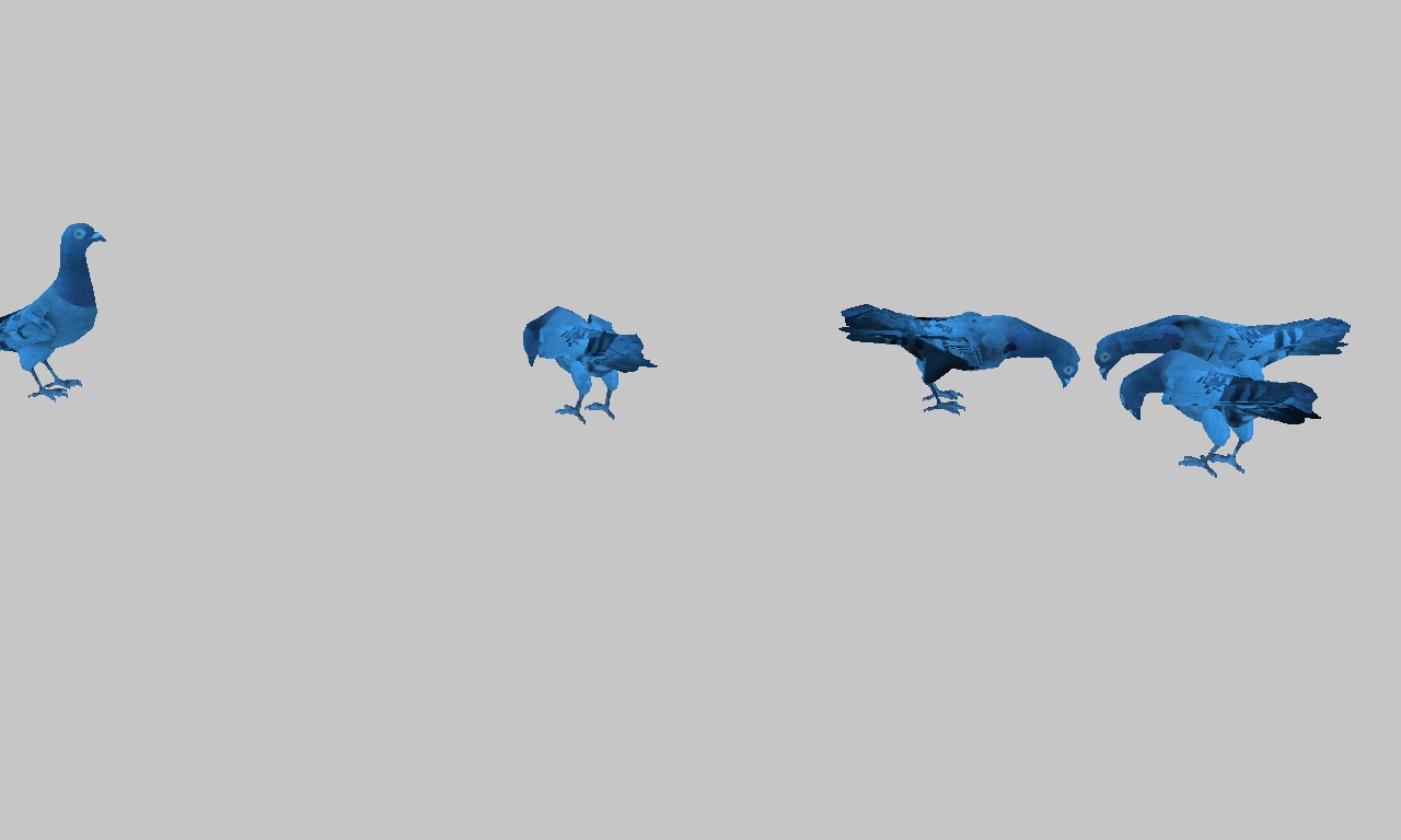 鸽子动画 鸽子吃食