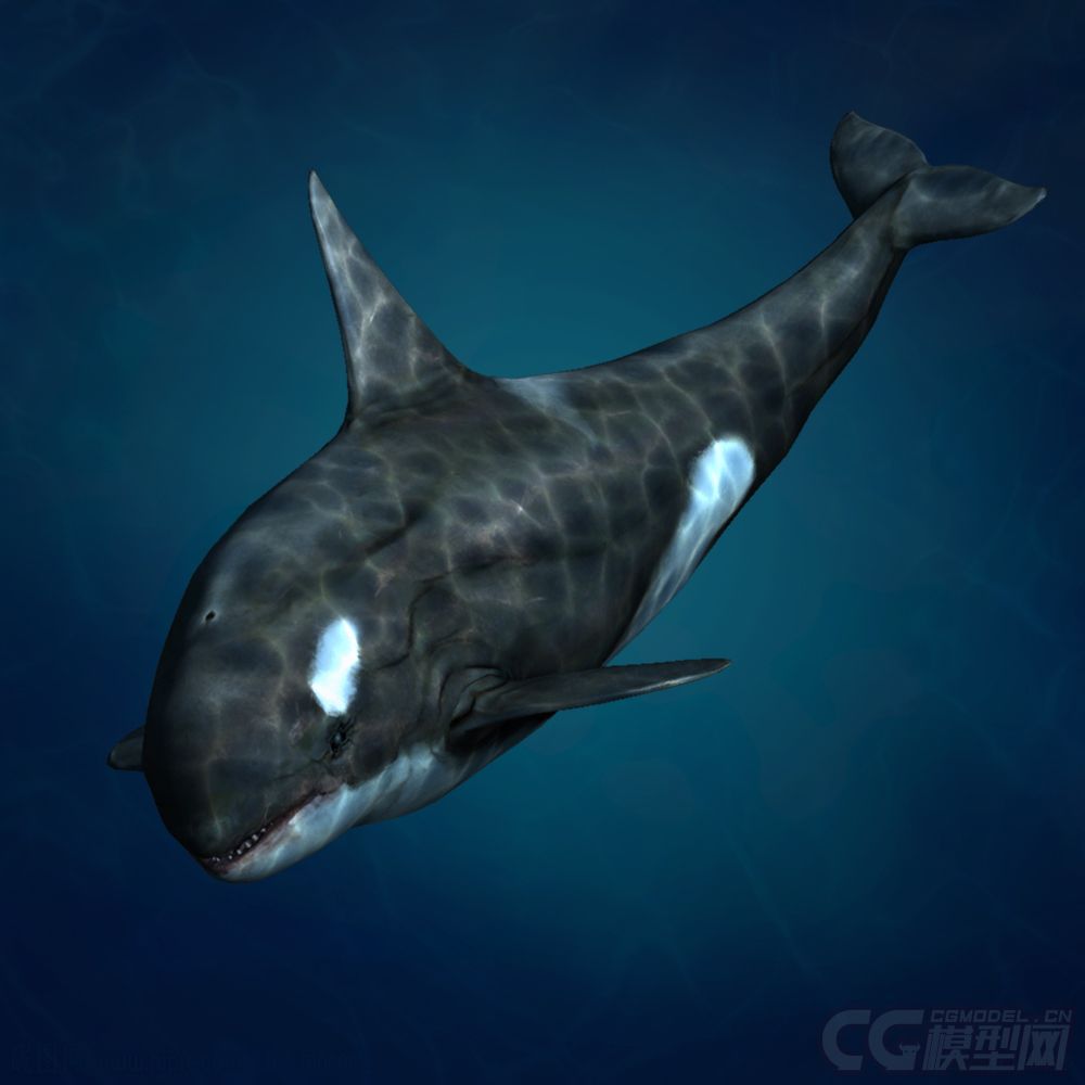 虎鲸 鲨鱼杀手 鲸鱼 鲸鲨