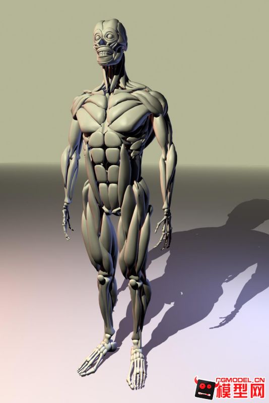 人体肌肉加骨骼模型