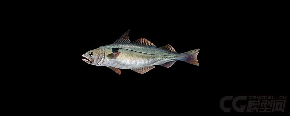 超写实鱼类黑线鳕