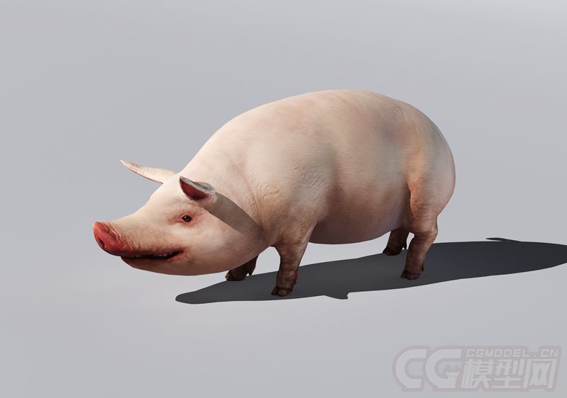 长嘴猪 家猪 宠物猪 家猪 肥猪 pig 白猪 场景活物带动画