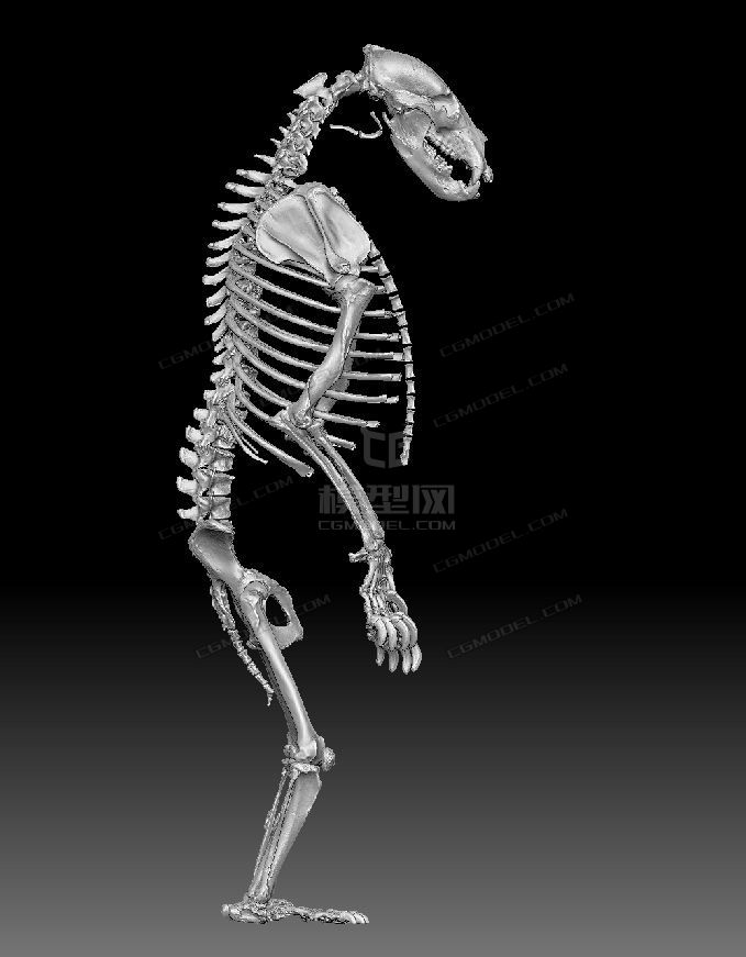 高精度动物骨骼系列灰熊骨架